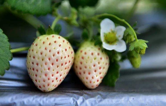 白色草莓是什么口味的3