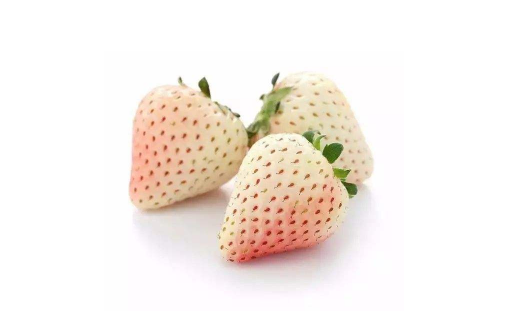 白色草莓是什么品种3