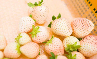 白草莓是转基因食品吗