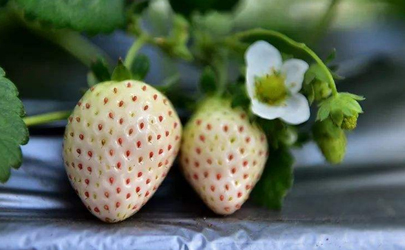 白色草莓多少钱一斤