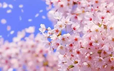 2022年武汉4月有樱花吗3