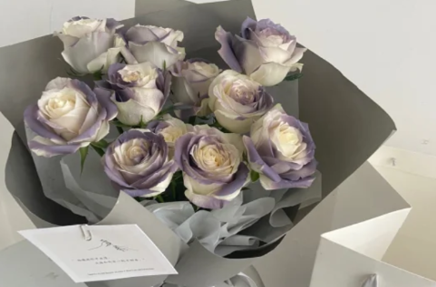 卡普里灰紫玫瑰多少钱一朵2