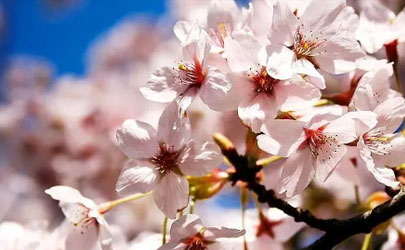 2022年3月去武汉看樱花需要做核酸检测吗
