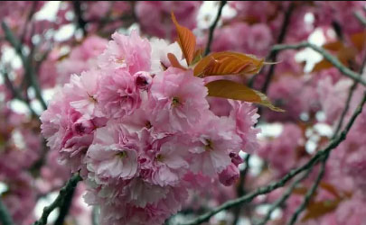 2022年三月去武汉能看到樱花吗
