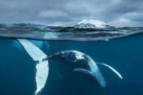 为什么说鲸鱼一生孤独3