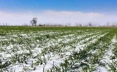 今年倒春寒对小麦有影响吗2022