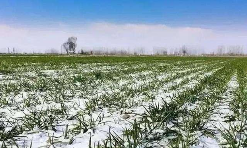 倒春寒|今年倒春寒对小麦有影响吗2022