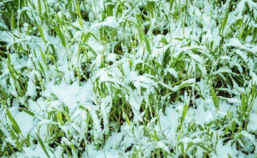 今年倒春寒对小麦有影响吗20222
