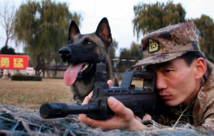 军犬|中国的军犬有哪种