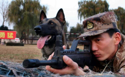 中國的軍犬有哪種