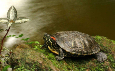 烏龜冬眠的時候碰它會動嗎