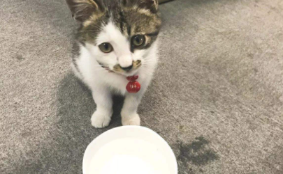 猫咪最多可以饿几天