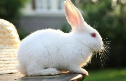 兔子的尾巴为什么长不了1