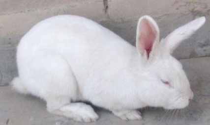 兔子的尾巴为什么长不了2