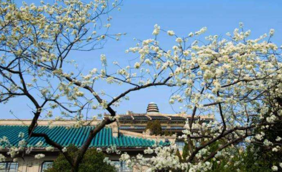 3月份武汉的樱花开了吗1