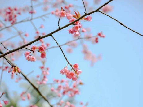3月份武汉的樱花开了吗3