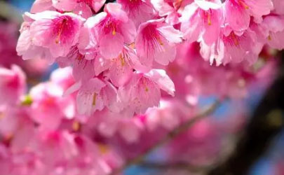 青岛清明节有樱花吗2022