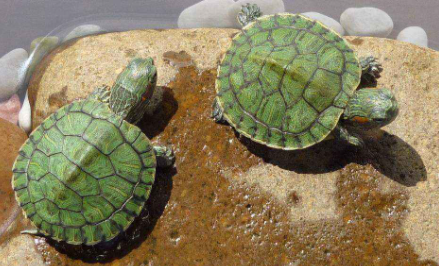 巴西龟|养巴西龟水深多少合适