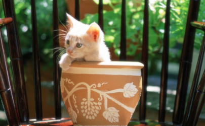 猫喜欢扒花盆怎么办