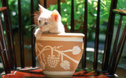 猫喜欢扒花盆怎么办1