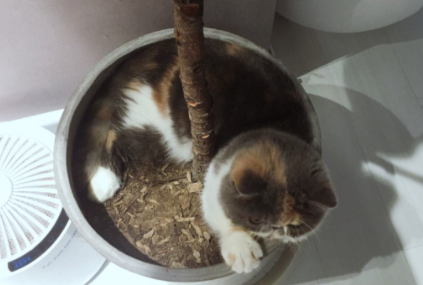 猫喜欢扒花盆怎么办3