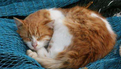 怎样才能让猫自己睡1