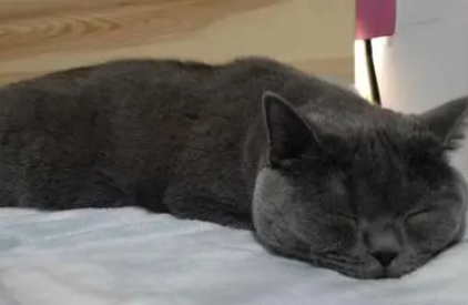 怎样才能让猫自己睡2