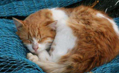 怎样才能让猫自己睡