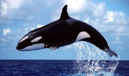 虎鲸为什么怕抹香鲸3