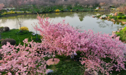 武汉磨山樱园现在开放吗20223