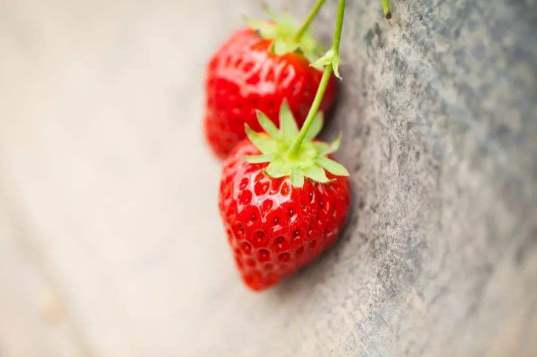 草莓尖是绿的是催熟的吗3