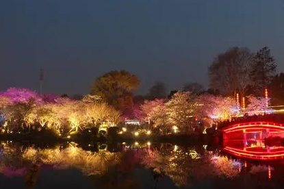 2022武汉东湖夜樱需要预约吗夜间的好看