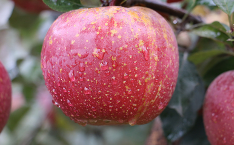丑苹果就是野生苹果吗并不会大批量出售