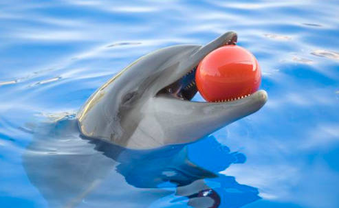 海豚为什么是海中流氓很能适应人类的生活环境