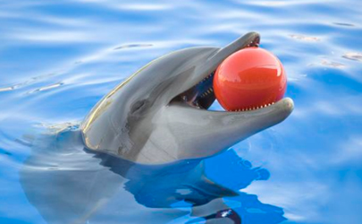 海豚为什么是海中流氓