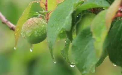 2022杭州梅雨季節是哪幾個月