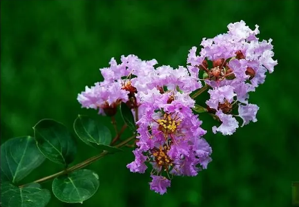 紫薇花什么季节开花2
