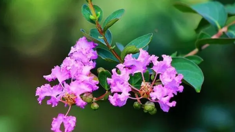 紫薇花|紫薇花什么季节开花