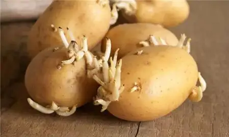 土豆发芽去掉芽剩下的可以吃吗3