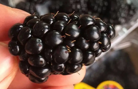 黑树莓|黑树莓有刺吗