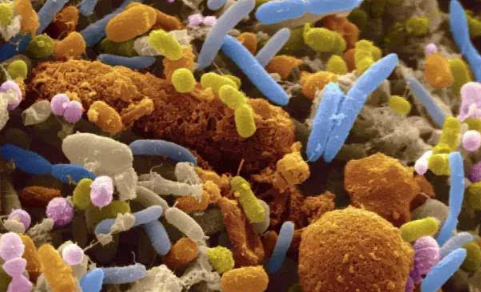研究發現大腦可與腸道細菌直接對話真的嗎2