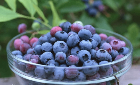蓝莓一天吃多少为宜1