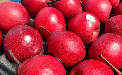 红啤梨是什么季节的水果