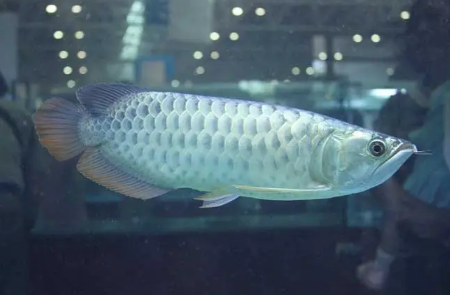 銀龍魚三天不喂食會死嗎2