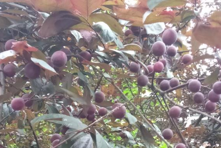 紫叶李的果子能吃吗2