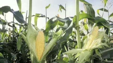 2022夏至下雨后还能赶上种玉米吗2
