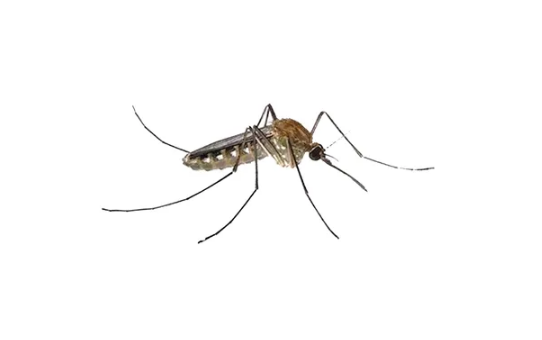 蚊子|蚊子最怕什么气味