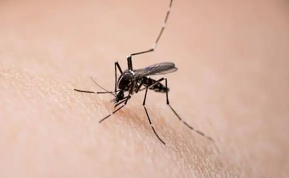 肥皂水可以驱蚊子吗