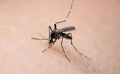 肥皂水可以驅蚊子嗎