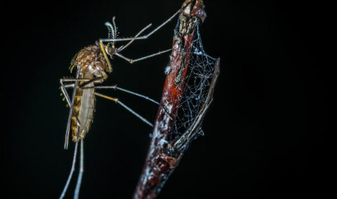 研究称蚊子睡眠不足不愿咬人真的假的1